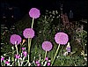Pic 047.jpg