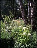 Pic 137.jpg
